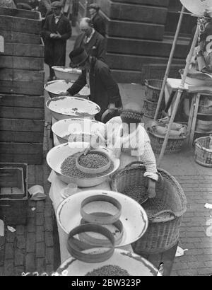 Women pea pickers begin work at Covent Garden . Sure harbingers of summer , women pea pickers may be seen at work every morning early shelling peas in Covent Garden . Some of the women have been engaged annually on the work for the past half century . Women pea pickers at work in the early morning in the streets adjoining Covent Garden , London . 21 June 1932 Stock Photo