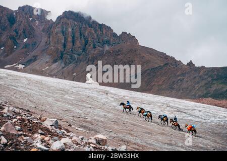 A caravan of horses carrying supplies climb up the glacier on Mount Kazbek, Georgia Stock Photo