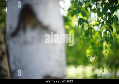 green birch leaves on branches in the sunny garden, tree trunk in blur. Stock Photo