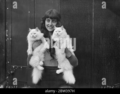 Prize winning at the Croydon Cat Club ' s show . The Croydon Cat Club ' s championship show took place at the Central Baths Hall , Croydon , Surrey . Photo shows ; Miss D Reynolds Sams , with her prize winning white persian cats at the show . 15 November 1933. 30s, 30's, 1930s, 1930's, thirties, nineteen thirties Stock Photo
