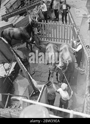 Thirty five polo ponies , which are to be used in the international polo matches at Meadow brook , Long Island , USA were embarked on the American Trader at Royal Albert Docks , London for New York . Photo shows Polo ponies going aboard the American Trader at Royal Albert Docks . 26 July 1935 Stock Photo