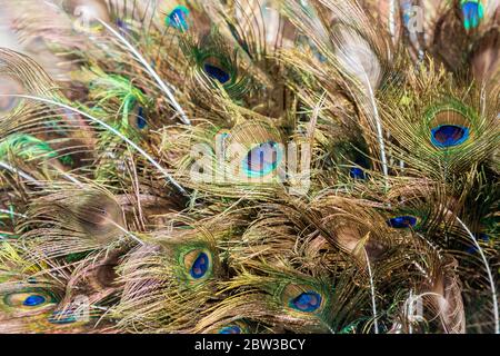 Collection of Peacock Feathers,feathers background Stock Photo