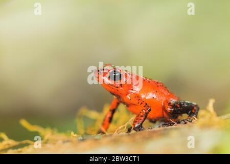 Strawberry Poison dart frog (Oophaga pumilio), formerly Dendrobates pumilio) in Costa Rica Stock Photo