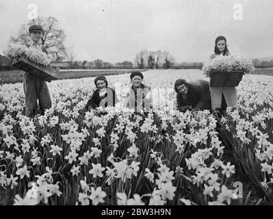 Wonderful daffodil crop harvested in for Easter market . Harvesting daffodils near Chichester , Sussex . 3 April 1935 Stock Photo