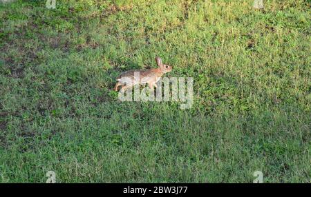 Alert rabbit on point in the grass Stock Photo