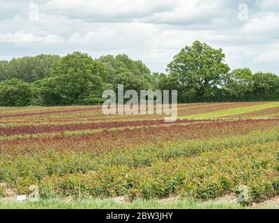 A commercial  field of mixed varieties of roses  before flowering showing the range of foliage colours