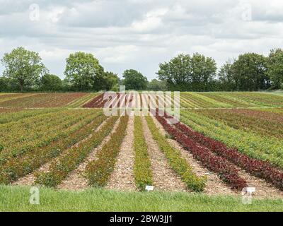 A commercial  field of mixed varieties of roses  before flowering showing the range of foliage colours