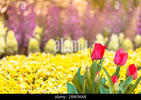 Close up on red tulips flowers symbol of true love on a yellow bokeh background. Stock Photo