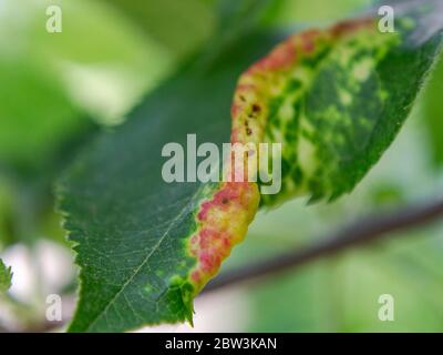 Rosy leaf-curling apple aphids, Dysaphis devecta close up Stock Photo