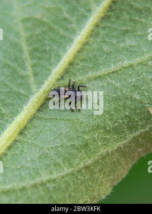 Harmonia axyridis on leaf, Asian ladybeetle Stock Photo
