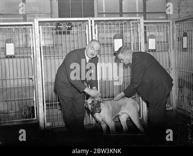 Captain Christopher  becomes a tail wagger . Captain H E Hobbs fixing the Tail Wagger Badge on the collor of  Captain Christopher  , who is held by Sir Frederick Hobday , who is Principal of the Royal Veterinary College . 18 November 1935 Stock Photo