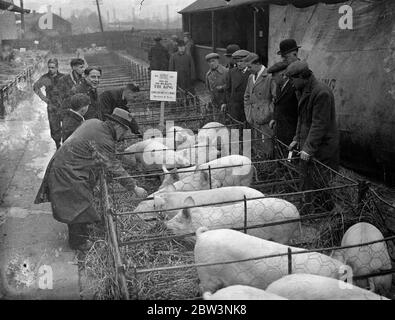 King ' s livestock auctioned at Slough christmas show . Pet stock from the Royal farms at Windsor were offfered for sale , by command of the King , at Slough Christmas Cattle show , when 30 fat cattle , 60 sheep and 50 pigs were sold by auction . There is always keen competition for the King ' s stock . Photo shows , the King ' s pigs on view before sale . 10 December 1935 Stock Photo