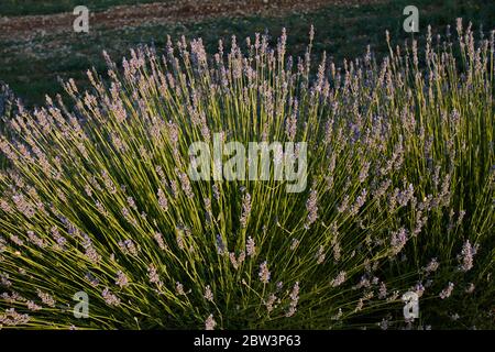 Lavender bush flowering at sunset in Croatia Stock Photo