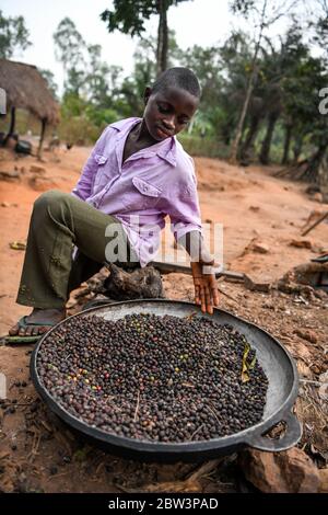 Africa, West Africa, Togo, Kpalime. A young man shows the coffee beans in a tray. Stock Photo