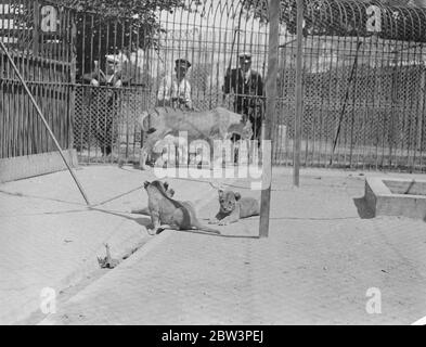 Sailors zoo at Whale Island has three lion cubs . First pictures . These pictures , the first ever made , were taken at the world ' s only navel zoo , the Sailors Zoo on Whale Island ( HMS Excellent ) at Portsmouth . Th ezoo , which has a fine collection of animals and birds from all parts of the world , is stocked entirely by officers and men of the Royal Navy . Animals picked up by the sailors on the many voyages and originally intended as pets , very often end their days in the zoo . Photo shows , ' Lola ' the lioness of the Sailors Zoo at Whale Island , with her three recently born clubs . Stock Photo