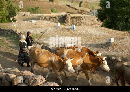 Asien, Türkei, Provinz Bingöl, Frauen mit Kühen im Dorf Burmatas (kurdisch Xisok) in den Serafettin-Bergen östlich des Provinzstädchen Karliova, Stock Photo