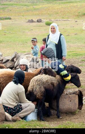 Asien, Türkei, Provinz Bingöl, Nomaden vom Stamm der Beritan-Nomaden melken Schafe auf einer Hochweide in den Serafettin-Bergen östlich des Provinzstä Stock Photo