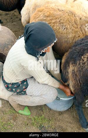 Asien, Türkei, Provinz Bingöl, Frau vom Stamm der Beritan-Nomaden melkt Schafe auf einer Hochweide in den Serafettin-Bergen östlich des Provinzstädche Stock Photo