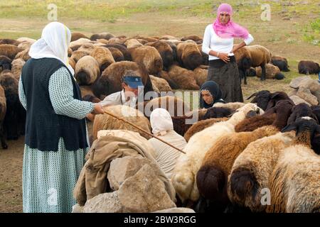 Asien, Türkei, Provinz Bingöl, Nomaden vom Stamm der Beritan melken Schafe auf einer Hochweide in den Serafettin-Bergen östlich des Provinzstädchen Ka Stock Photo