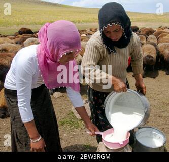 Asien, Türkei, Provinz Bingöl, Nomaden vom Stamm der Beritan melken Schafe auf einer Hochweide in den Serafettin-Bergen östlich des Provinzstädchen Ka Stock Photo