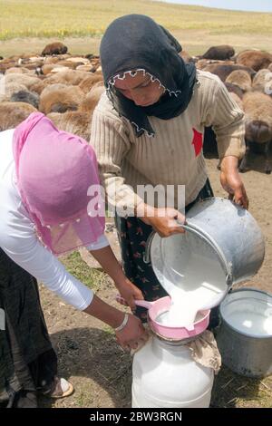 Asien, Türkei, Provinz Bingöl, Nomaden vom Stamm der Beritan melken Schafe auf einer Hochweide in den Serafettin-Bergen östlich des Provinzstädchen Ka Stock Photo