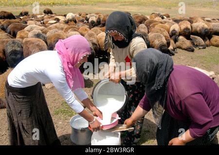 Asien, Türkei, Provinz Bingöl, Nomaden vom Stamm der Beritan melken Schafe auf einer Hochweide in den Serafettin-Bergen östlich des Provinzstädchen Ka Stock Photo