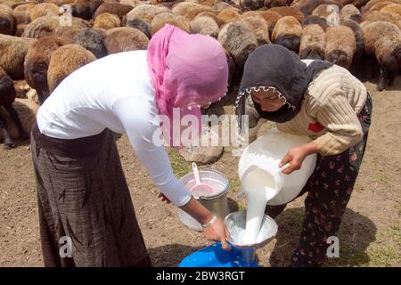 Asien, Türkei, Provinz Bingöl, Nomaden vom Stamm der Beritan melken Schafe auf einer Hochweide in den Serafettin-Bergen östlich des Provinzstädchen Ka Stock Photo