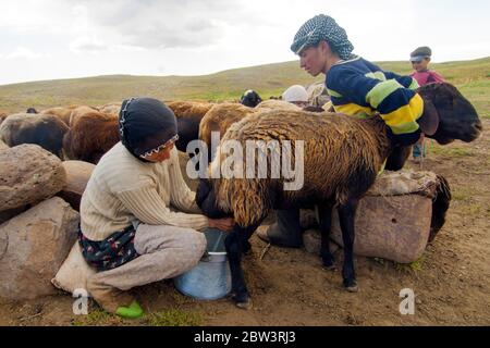 Asien, Türkei, Provinz Bingöl, Nomaden vom Stamm der Beritan melken Schafe auf einer Hochweide in den Serafettin-Bergen östlich des Provinzstädchen Ka Stock Photo