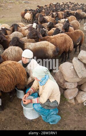 Asien, Türkei, Provinz Bingöl, Frauen vom Stamm der Beritan-Nomaden melken Schafe auf einer Hochweide in den Serafettin-Bergen östlich des Provinzstäd Stock Photo