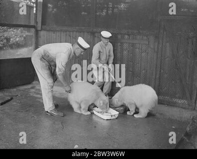 The navy makes friends ! . Two three month old polar bears are the latest arrivals at the Navy ' s own zoo on Whale Island ( HMS Excellent ) at Portsmouth . Friendly balls of white fur , the bear cubs , which were presented by the British Consul at Tomso ( Norway ) , have quickly settled down in their new quarters . The zoo , the only one of its kind in the world , receives the majority of its exhibits from men of the British Navy . Photo shows , sailors making friends with the polar bear cubs at the Whale Island Zoo , Portsmouth . 9 July 1936 Stock Photo