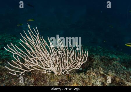 White Fan Coral, Leptogorgia alba, Gorgoniidae, Coiba National Park, Panama, Pacific Ocean Stock Photo