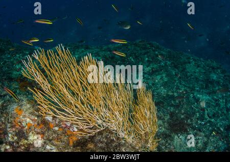 White Fan Coral, Leptogorgia alba, Gorgoniidae, Coiba National Park, Panama, Pacific Ocean Stock Photo