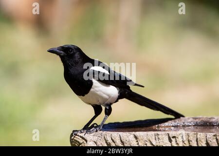 Common Magpie  Pica pica in close up perching on the rim of  a garden birdbath against a diffuse background Stock Photo