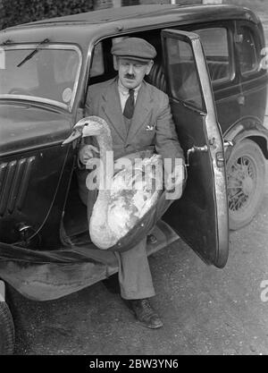 The Swan who left home - returns by car injured. The young swan found injured near the railway at Mitcham (Surrey) was rescued in a motor car by Mr H. E. Turk, the Dyers' Companie's Swan Master, who took it to his old house at Kingston where it was dosed with castor oil . This one will be nursed until it is well enough to return to the Thames. The Swan on the Thames belong to the Crown, the Dyers' Company and the Vintners' Company. Photo shows: Mr H. E. Turk arriving at Kingston with the injured swan. 27 January 1937 Stock Photo