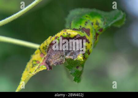 Brown spots and curling brown apple leaves, Honeycrisp leaf chlorosis close up Stock Photo