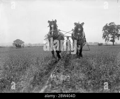 Ploughing matches at Henley Agricultural Show. Ploughing matches are one of the attractions of Henley-on-Thames Agricultural Show. photo shows: Mr Doble's team of horses in action in the ploughing matches. 16 September 1936 Stock Photo