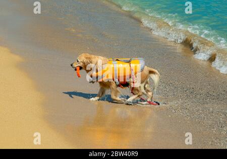 Lifeguard dog, rescue demonstration with the dogs in the beach Stock Photo