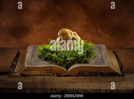 Mushrooms and moss growing in old weathered book Stock Photo