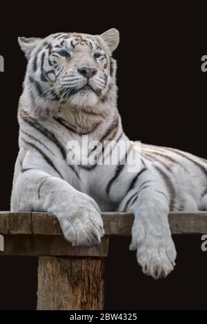 White tiger with black stripes on wooden deck. Vertical powerful portrait. Close view with black background. Wild animals, isolated big cat Stock Photo