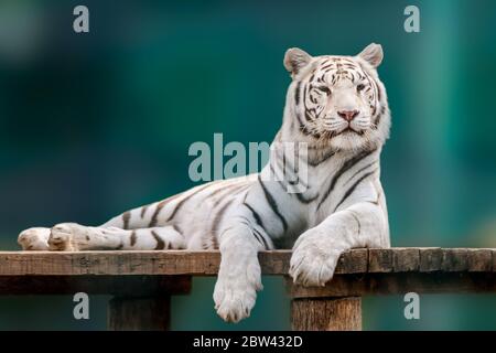 White tiger with black stripes laying down on wooden deck. Full size portrait. Close view with green blurred background. Wild animals in zoo, big cat Stock Photo
