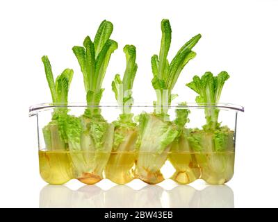 Cut lettuce growing new leaves in water Stock Photo