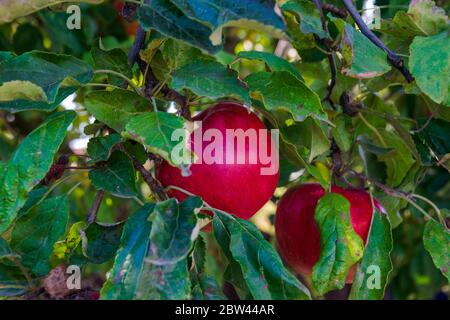 Red apple orchard, Ripe fruits hanging on a branch Stock Photo