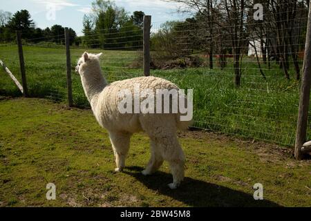 Sideview of white alpaca in a pasture Stock Photo