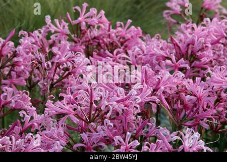 Pink nerine, Nerine bowdenii, flowers in full flower in the autumn with a blurred background of leaves. Stock Photo