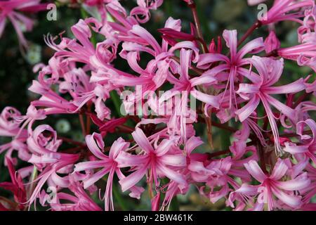 Pink nerine, Nerine bowdenii, flowers in full flower in the autumn with a blurred background of leaves. Stock Photo