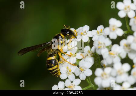 Potter Wasp, Euodynerus foraminatus, foraging on yarrow, Achillea millefolium Stock Photo