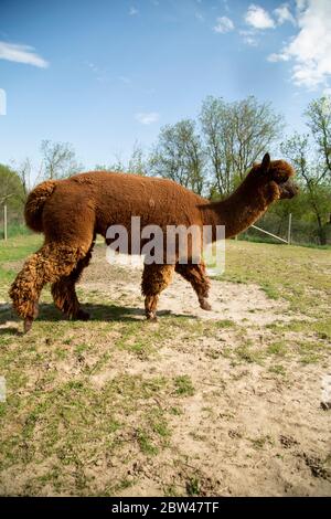 sideview of brown alpaca running. Stock Photo