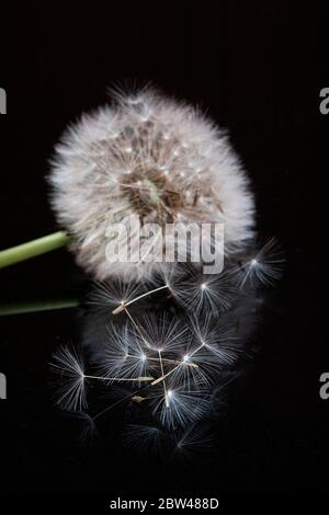 Dandelion Seedhead (Taraxacum) Stock Photo