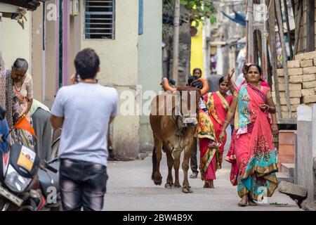 Somnath, Gujarat, India - December 2018: An Indian woman in a colourful saree walks on a crowded street with a cow. Stock Photo