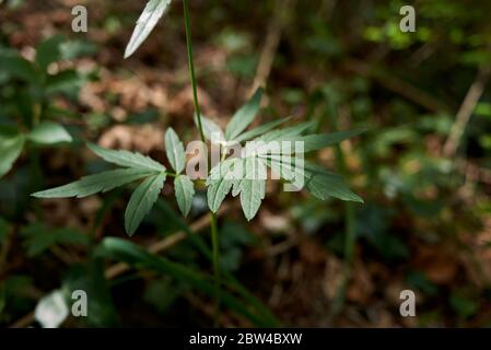 Cardamine bulbifera with lilac flowers Stock Photo